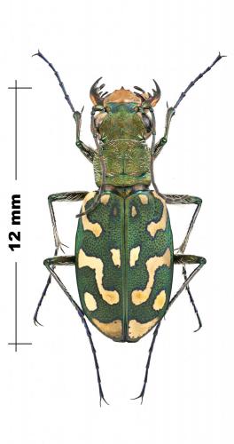 Réf. 246 091 : Lophyra flexuosa